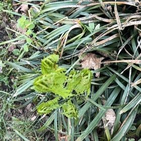 Photo of the plant species Common Ladyfern by @DearFanpalm85 named Prince on Greg, the plant care app