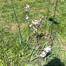 Photo of the plant species Common Verbena by @DearFanpalm85 named Sproutacus on Greg, the plant care app