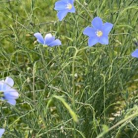 Photo of the plant species Common Flax by @DearFanpalm85 named Bigleef Smalls on Greg, the plant care app