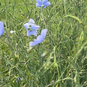 Photo of the plant species Perennial Flax by @DearFanpalm85 named Tree Diddy on Greg, the plant care app