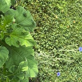 Photo of the plant species Mexican Sunflower by @DearFanpalm85 named Naomi on Greg, the plant care app
