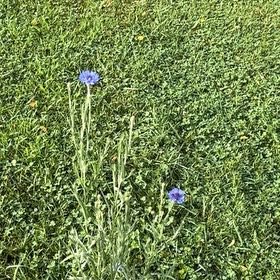 Photo of the plant species Cornflower by @DearFanpalm85 named Ronaldo on Greg, the plant care app