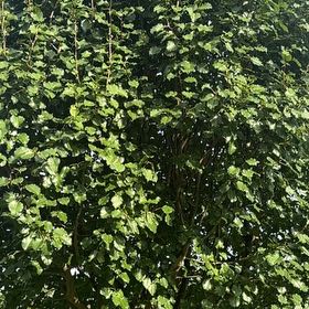 Photo of the plant species Bradford Pear by @DearFanpalm85 named Harper on Greg, the plant care app