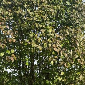Photo of the plant species Quince by @DearFanpalm85 named Lebron on Greg, the plant care app