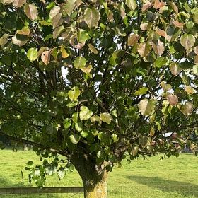 Photo of the plant species Bradford Pear by @DearFanpalm85 named Rihanna on Greg, the plant care app