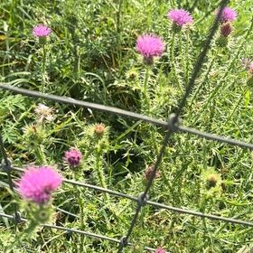 Photo of the plant species Spear Thistle by @DearFanpalm85 named ChloroPhil on Greg, the plant care app