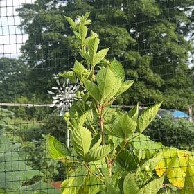 Photo of the plant species Red-Barked Dogwood by @DearFanpalm85 named Athena on Greg, the plant care app
