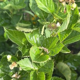Photo of the plant species Common Ninebark by @DearFanpalm85 named Zeus on Greg, the plant care app