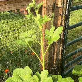 Photo of the plant species Okra by @DearFanpalm85 named Willow on Greg, the plant care app