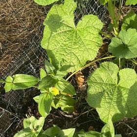 Photo of the plant species Hollyhock by @DearFanpalm85 named Shakira on Greg, the plant care app