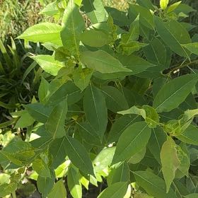Photo of the plant species Earth Apple by @DearFanpalm85 named Girlfrond on Greg, the plant care app