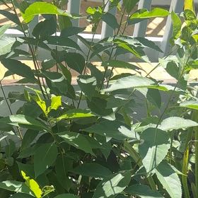 Photo of the plant species Tree Tobacco by @DearFanpalm85 named Tolkien on Greg, the plant care app