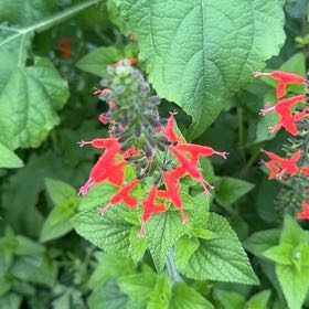 Photo of the plant species Blood Sage by @DearFanpalm85 named Beyonce on Greg, the plant care app