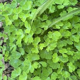 Photo of the plant species Common Columbine by @DearFanpalm85 named Luna on Greg, the plant care app