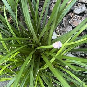 Photo of the plant species Big Blue Lilyturf by @DearFanpalm85 named Messi on Greg, the plant care app