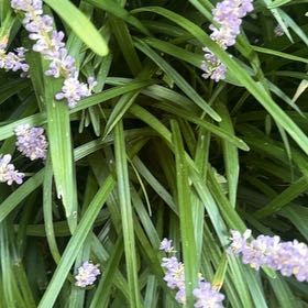Photo of the plant species Big Blue Lilyturf by @DearFanpalm85 named Nithin on Greg, the plant care app
