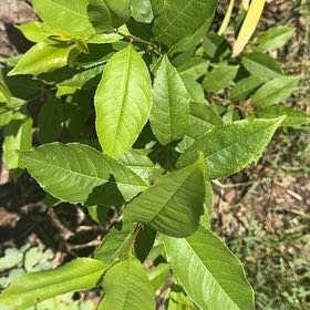 Photo of the plant species Black Chokecherry by @DearFanpalm85 named Gomez on Greg, the plant care app