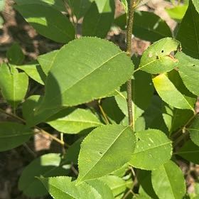 Photo of the plant species Black Chokecherry by @DearFanpalm85 named Gates on Greg, the plant care app