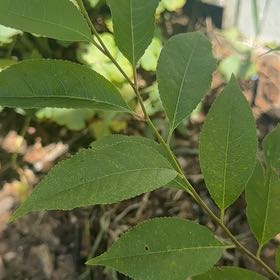 Photo of the plant species Black Chokecherry by @DearFanpalm85 named Orwell on Greg, the plant care app