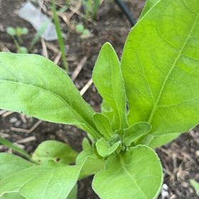 Photo of the plant species Marigold by @DearFanpalm85 named Demi on Greg, the plant care app