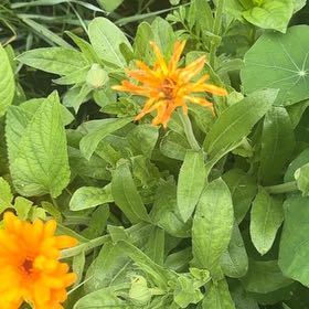 Photo of the plant species Butterfly Weed by @DearFanpalm85 named Sahara on Greg, the plant care app