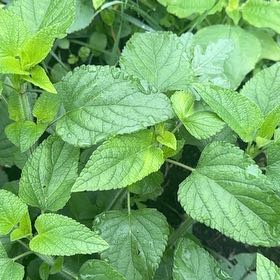 Photo of the plant species Blood Sage by @DearFanpalm85 named Elina on Greg, the plant care app