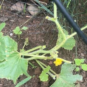 Photo of the plant species Melon by @DearFanpalm85 named McKinley on Greg, the plant care app