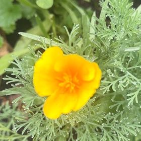 Photo of the plant species California Poppy by @DearFanpalm85 named Orlando Bloom on Greg, the plant care app