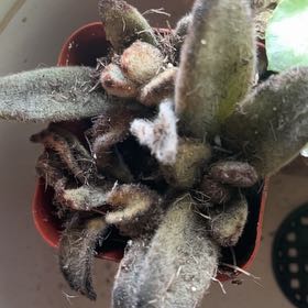 Photo of the plant species Hartweg's Wild Ginger by @StunningCatnip named Sonora on Greg, the plant care app