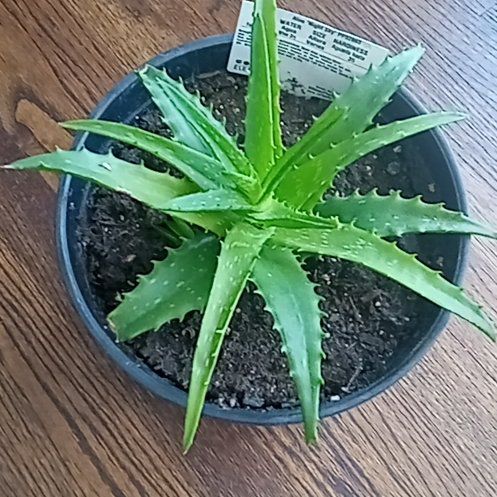 Photo of the plant species Aloe 'Night Sky' by @H000CH13 named Zion on Greg, the plant care app