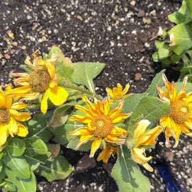 Photo of the plant species Blackeyed Susan by @SugarKels named Aria on Greg, the plant care app
