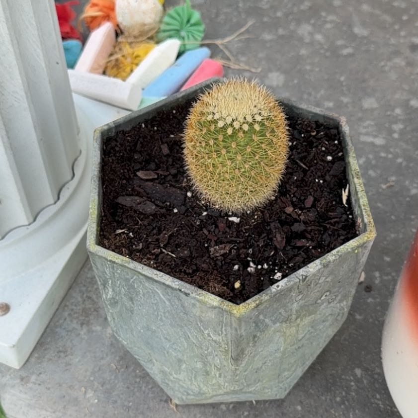 Photo of the plant species Mammillaria densispina by @SugarKels named Apollo on Greg, the plant care app