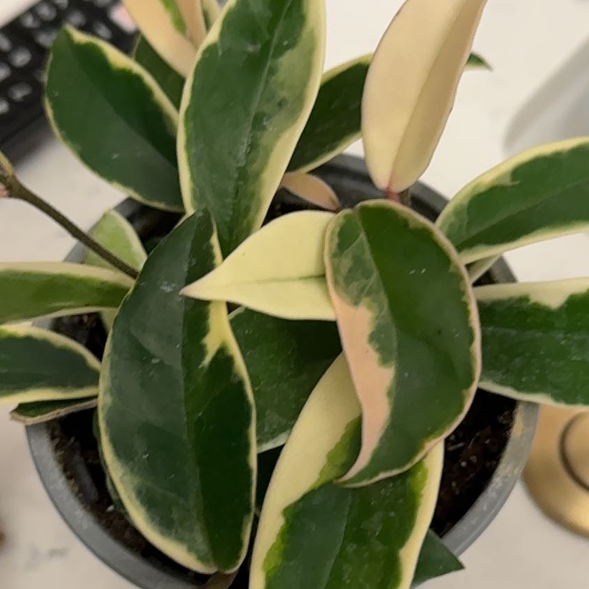 Photo of the plant species Hoya Albo by @FunRuby39 named Wall-E on Greg, the plant care app