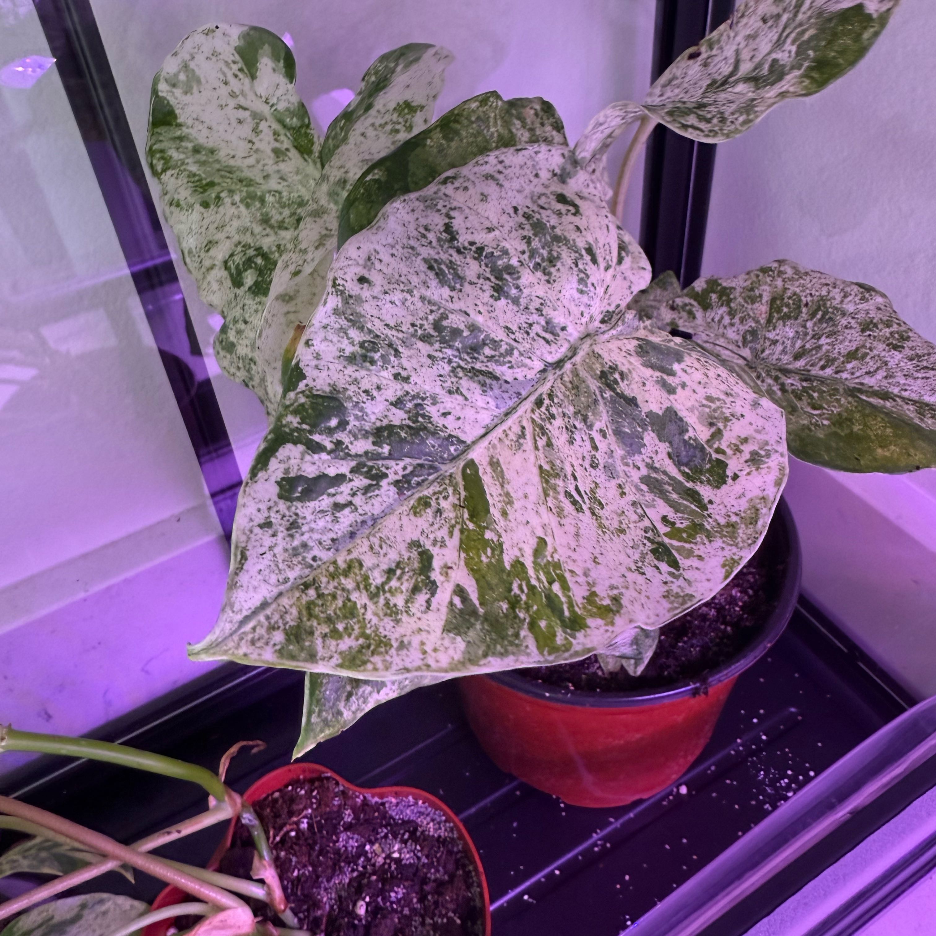 Photo of the plant species Blizzard Elephant Ear by @FunRuby39 named Pax on Greg, the plant care app