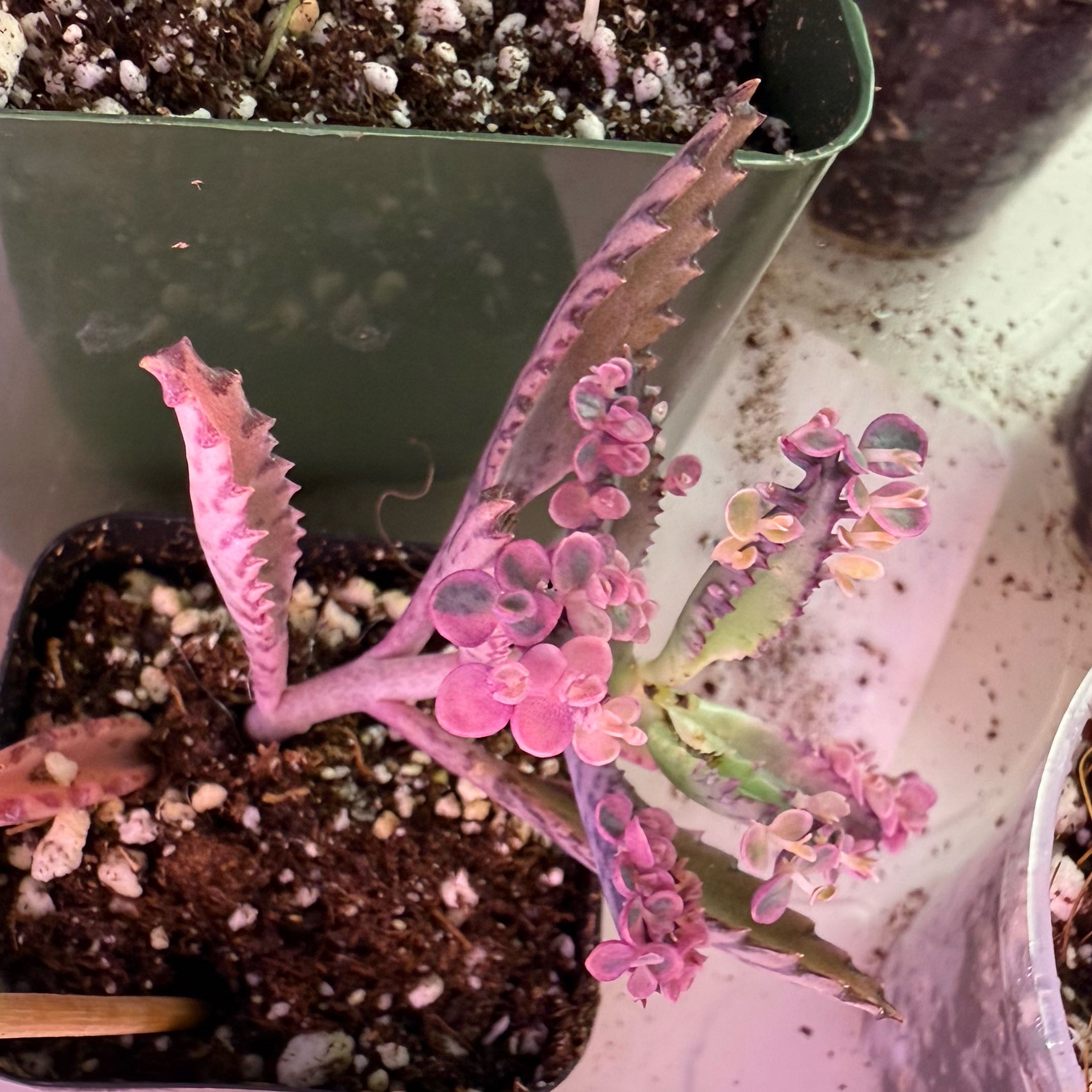 Photo of the plant species Kalanchoe Pink Butterflies by @FunRuby39 named Willow on Greg, the plant care app