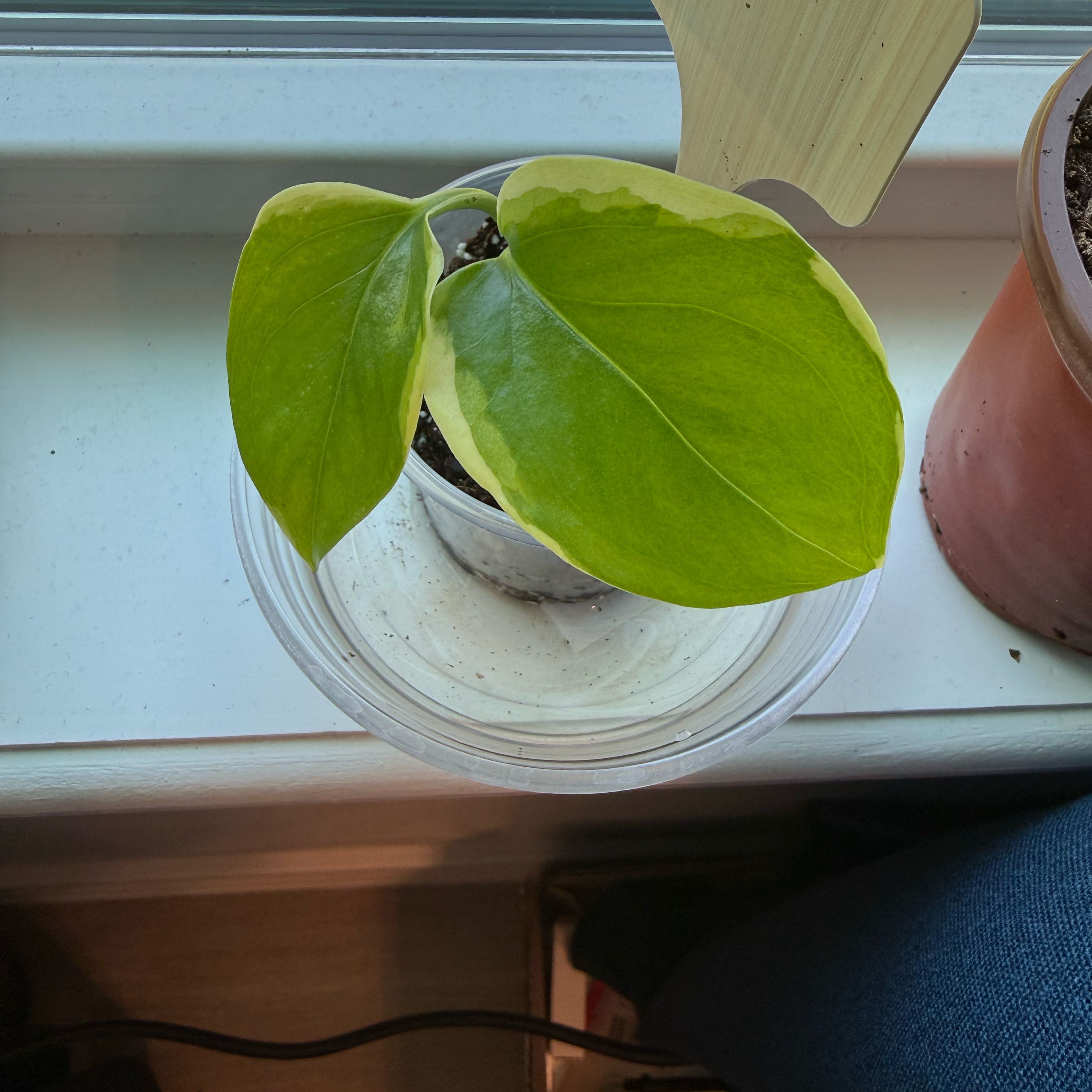 Photo of the plant species Manjula Poonsin Pothos by @FunRuby39 named Sabrina on Greg, the plant care app