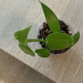 Photo of the plant species Flat Leafed Vanilla by @FunRuby39 named Terra on Greg, the plant care app