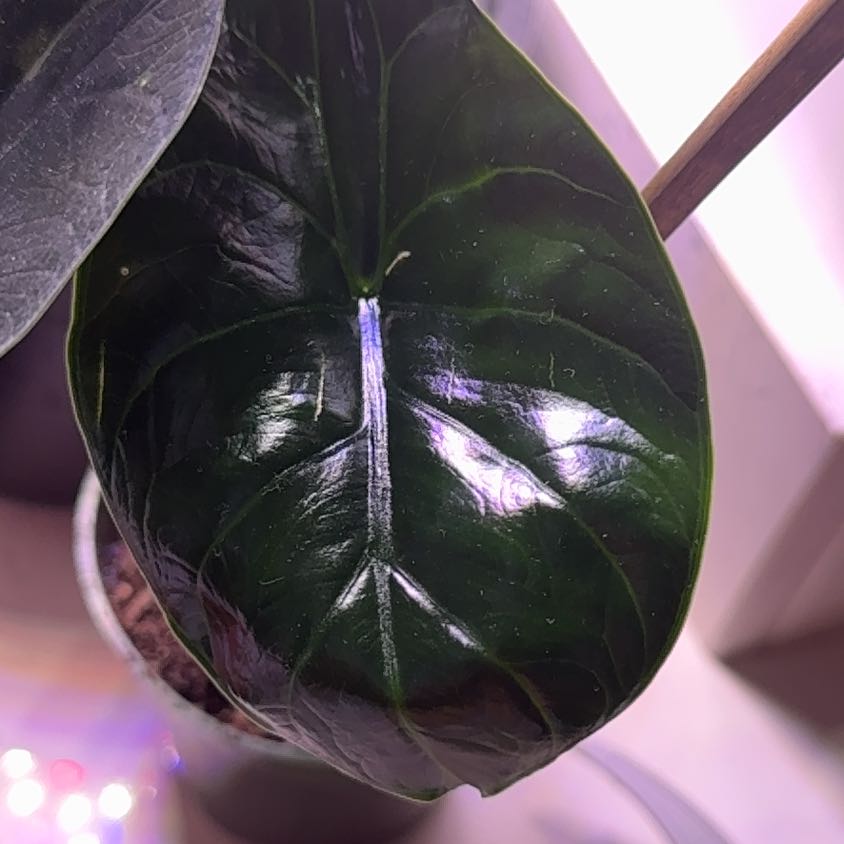 Photo of the plant species Green Unicorn by @FunRuby39 named Bella on Greg, the plant care app
