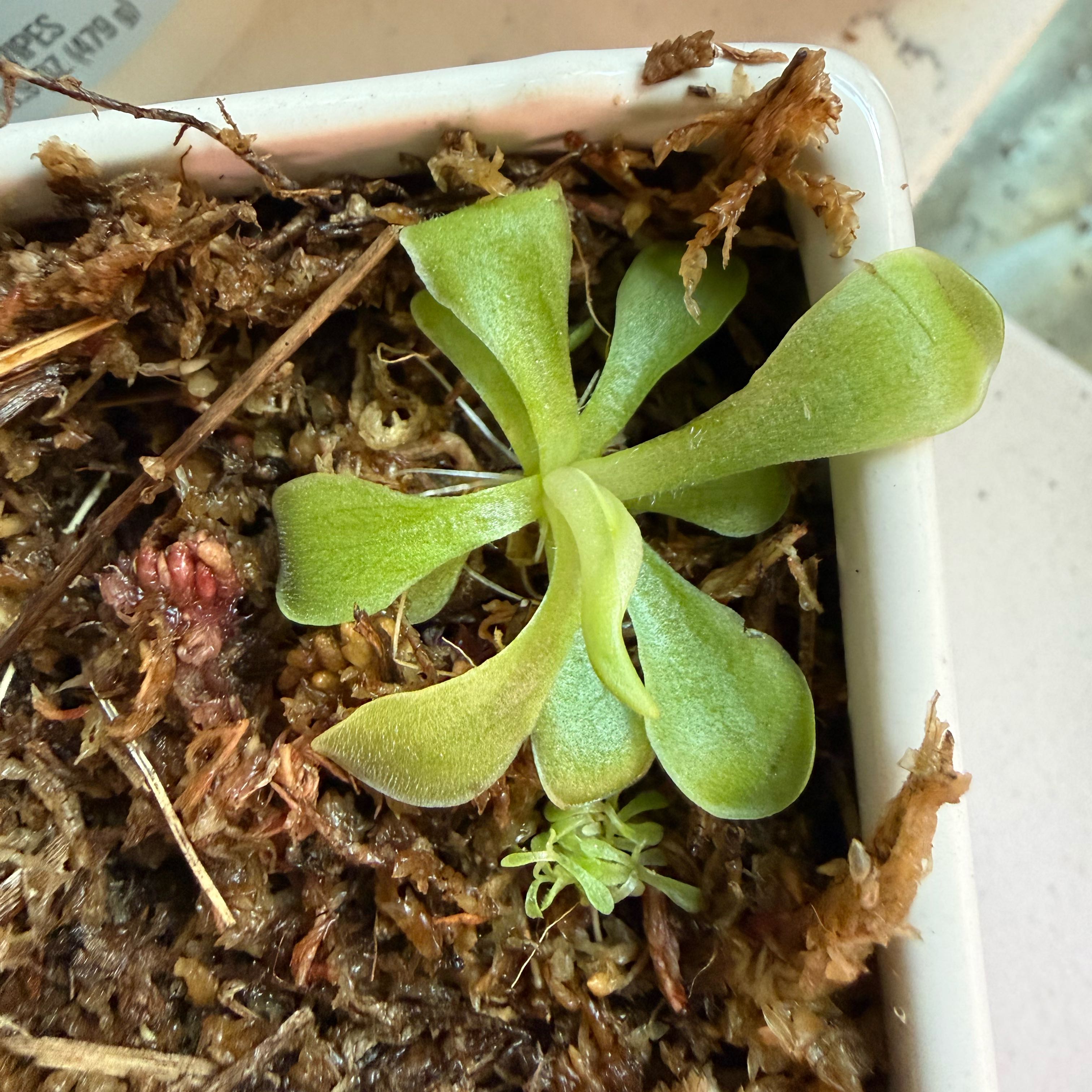 Photo of the plant species Ping by @FunRuby39 named Khaleesi on Greg, the plant care app