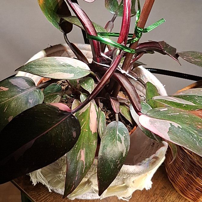 Photo of the plant species Philodendron Burgundy Princess by @chewie95 named Burgundy princess on Greg, the plant care app