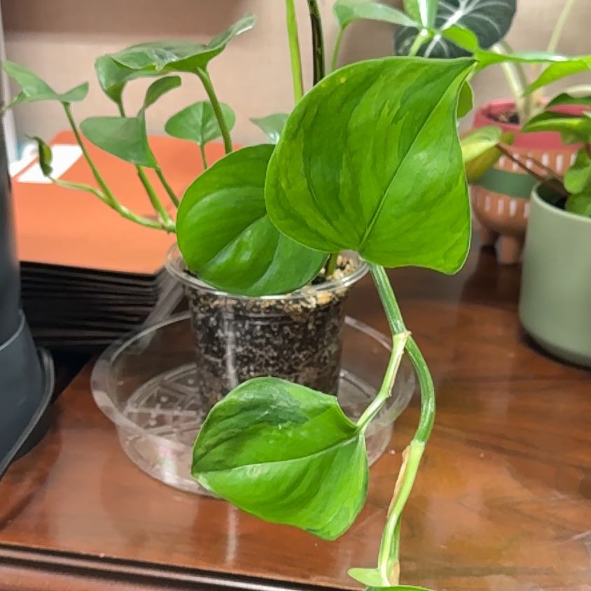 Photo of the plant species Pothos by @EloquentCowpea named Mando on Greg, the plant care app