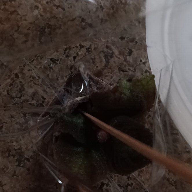 Photo of the plant species Hexastylis arifolia by @PerkyAmazonlily named Orwell on Greg, the plant care app