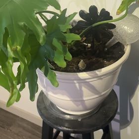 Photo of the plant species Lacy Tree Philodendron by @GodlyShortblack named Madonna on Greg, the plant care app