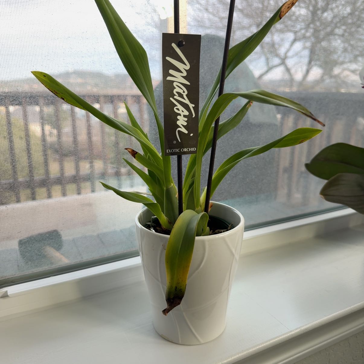 Photo of the plant species Oncidium Orchid by @HipLantana12 named Fernie Mercury on Greg, the plant care app