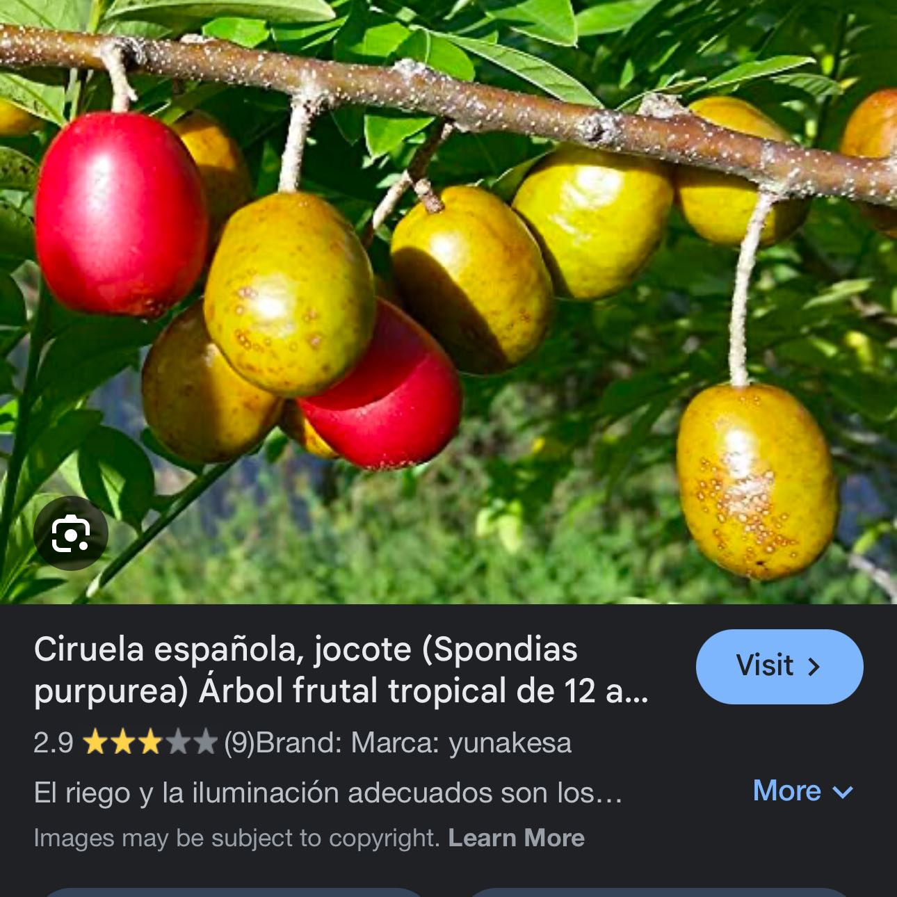 Photo of the plant species Hog Plum by @BreezyCebenese named Achilles on Greg, the plant care app
