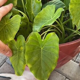 Photo of the plant species Colocasia 'Royal Hawaiian Maui Gold' by @YeveBittervetch named Lola on Greg, the plant care app