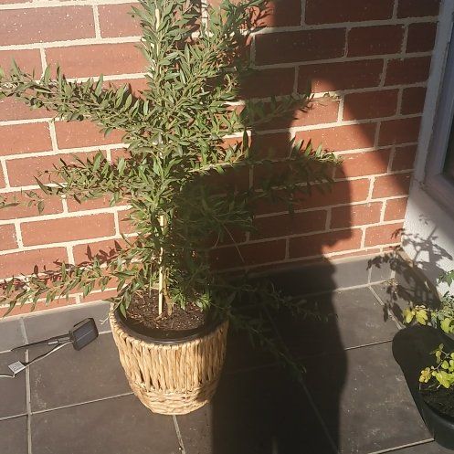 Photo of the plant species Spider Flower by @KookyLime77 named Lady O Grevillea on Greg, the plant care app