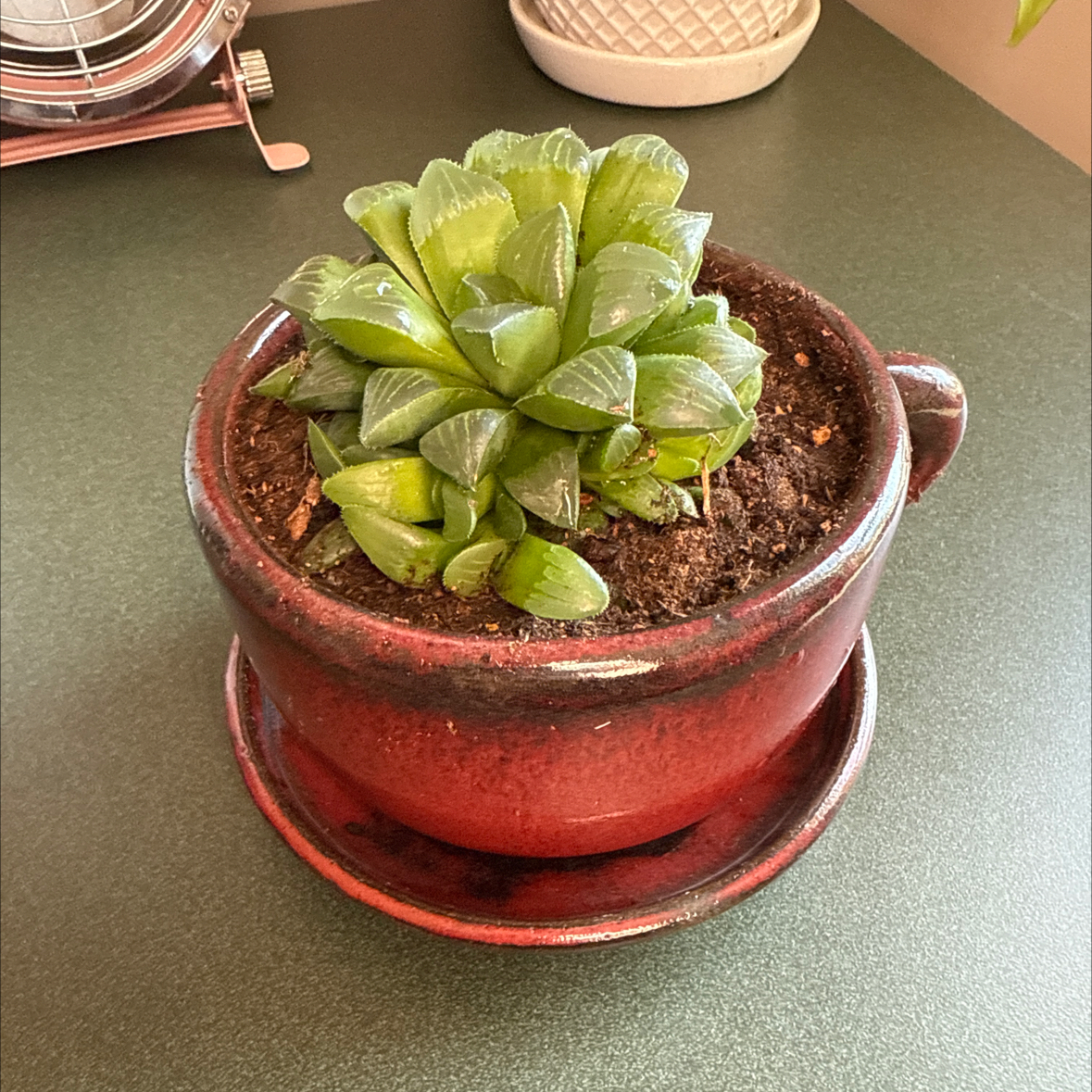 Photo of the plant species Haworthia mirabilis by @Tessac41 named Pearl on Greg, the plant care app