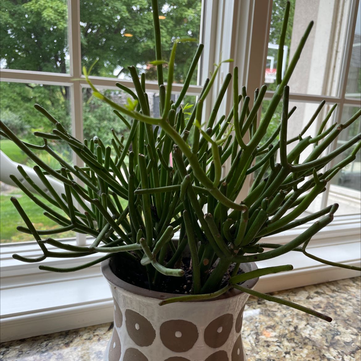 Pencil Cactus (Euphorbia tirucalli) on a windowsill in a decorative pot.