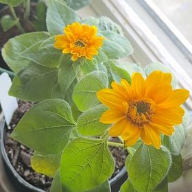 Photo of the plant species Sunflower 'Sunrich Gold' by @SightlyRuby99 named ChloroPhil on Greg, the plant care app